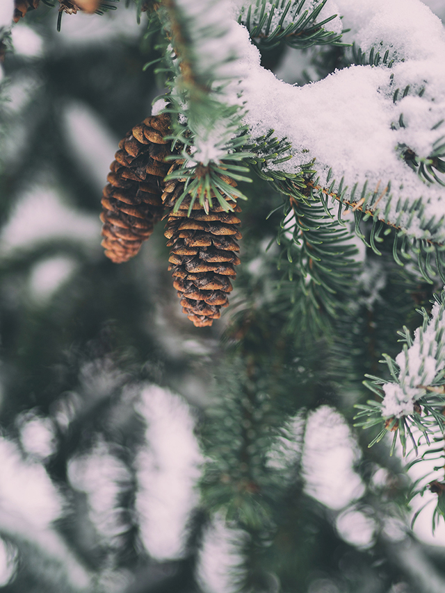 Holiday Photo Tips for Beginners